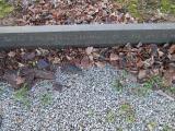 image of grave number 376094